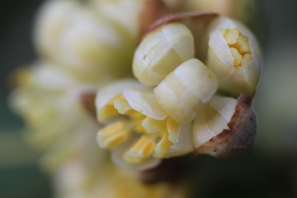 5558057505 96742a1860 B