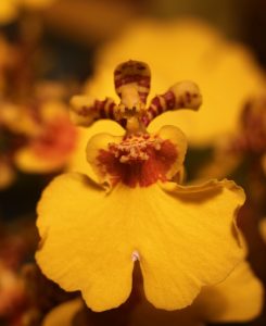 5558636740 244fe202cc B 245x300