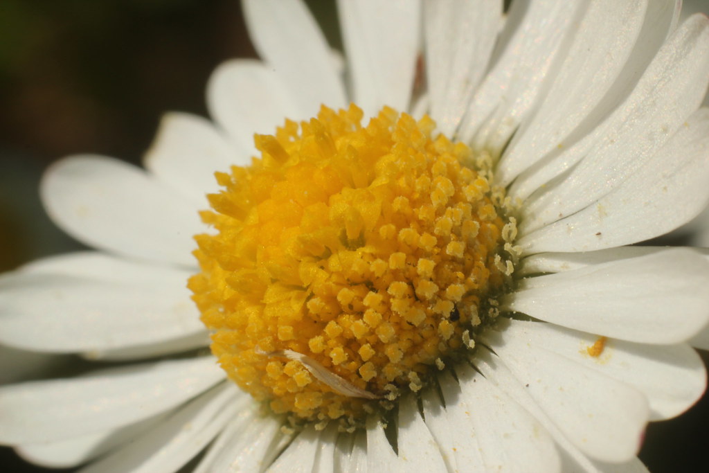 5629168722 Eb2930ecd1 B