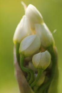 5629175408 F35dd34580 B 200x300