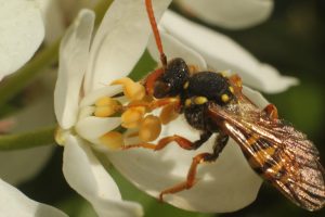 5629188708 4c79c22814 B 300x200