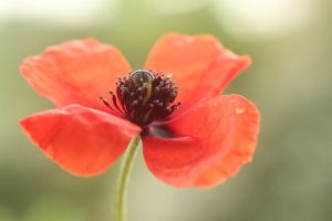 5738066372 8cfc3d29dc B 300x200