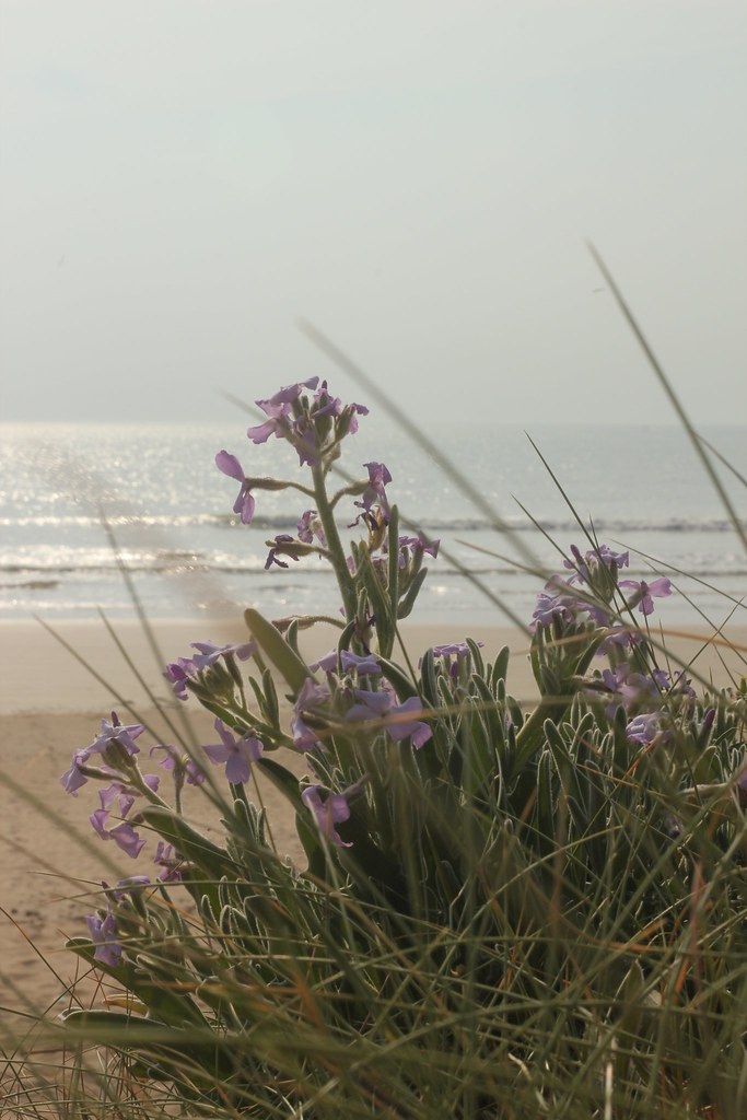 5755828773 0fb7902969 B