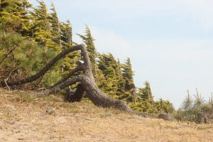 5755832723 5f6d5289c2 B 300x200