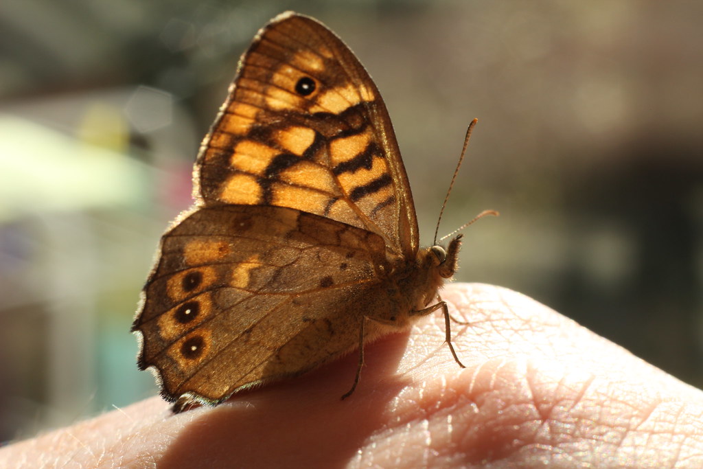 6251064879 7c575d086d B