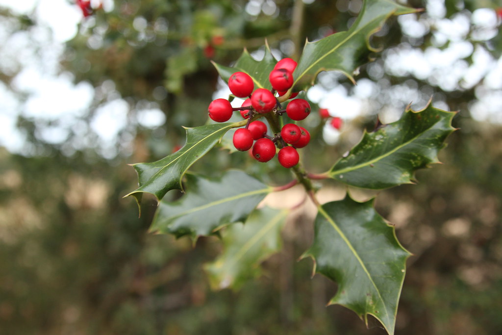 6344812271 B3e9ec761f B