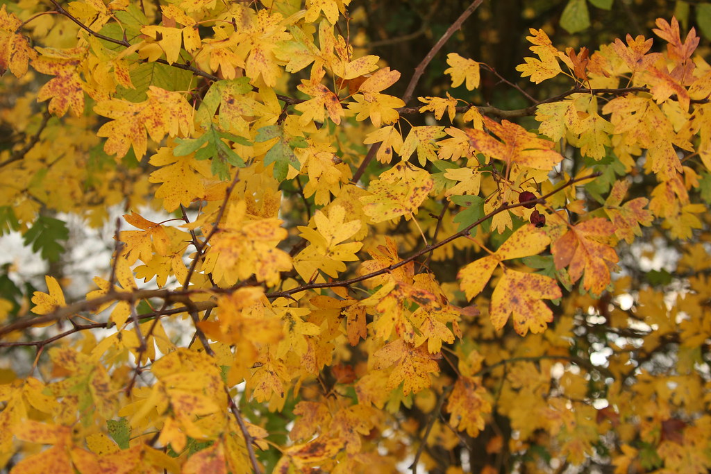 6344839379 56c71eb595 B