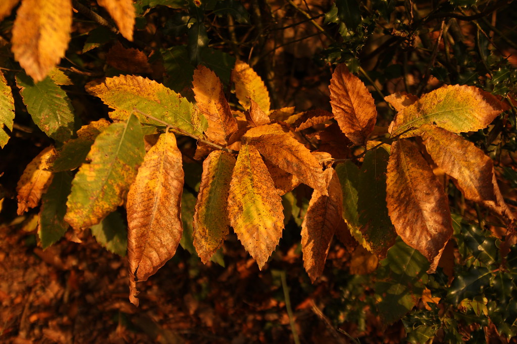 6344921707 289930f1f7 B