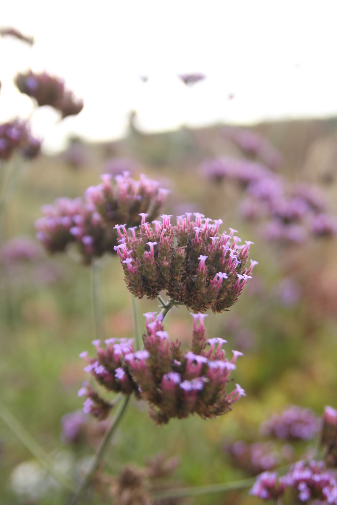 6345035945 6a2c2b3afe B