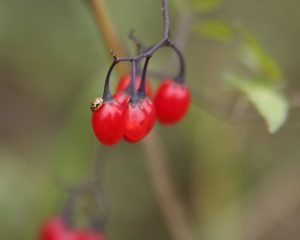 6345051945 5e168783cd B 300x240