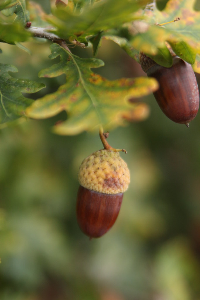 6345563280 C377c66b05 B