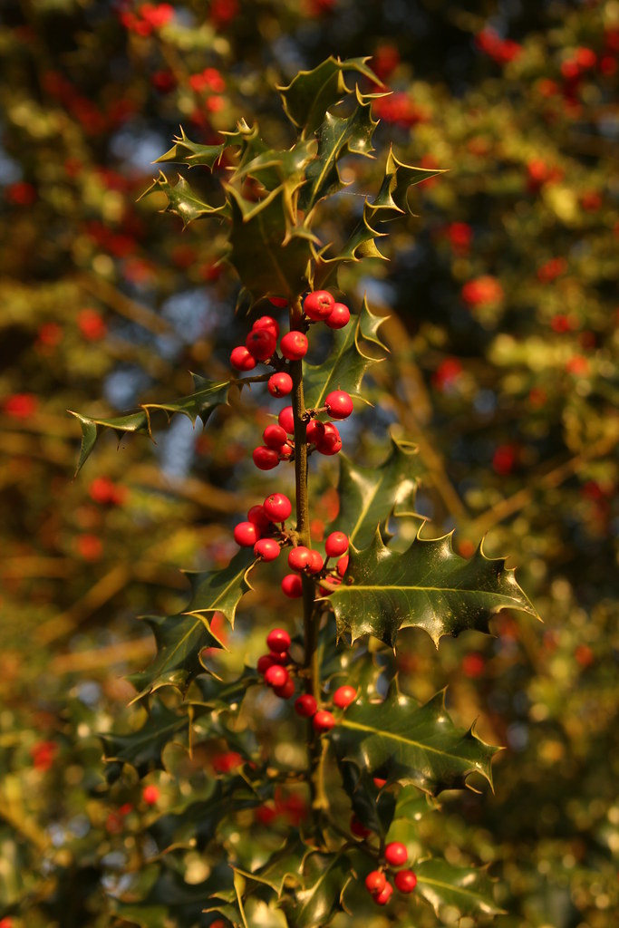 6345659348 78b96cbf2c B